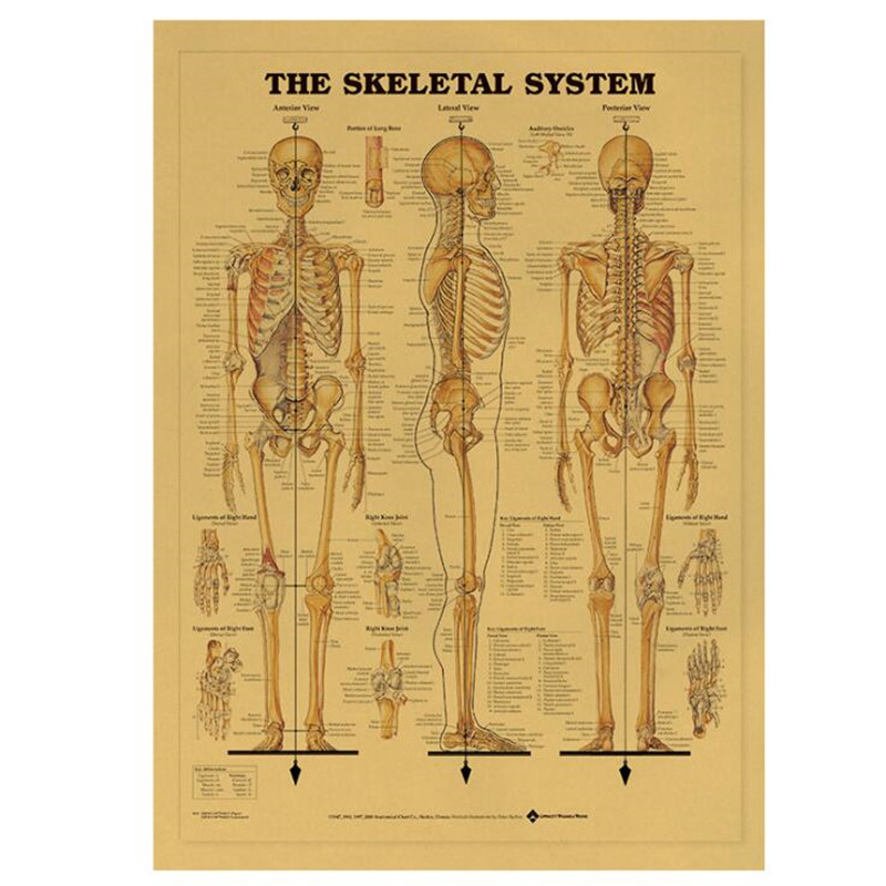 Vintage Fashion Wallpaper - Vintage Il sistema scheletrico Poster medico